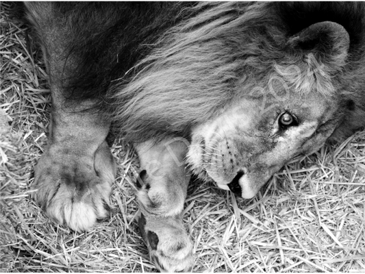 King & Queen vinyl art print by Claire Davis shows a black-and-white lion on straw; adhesive, signed, unique wild cat wall decor.